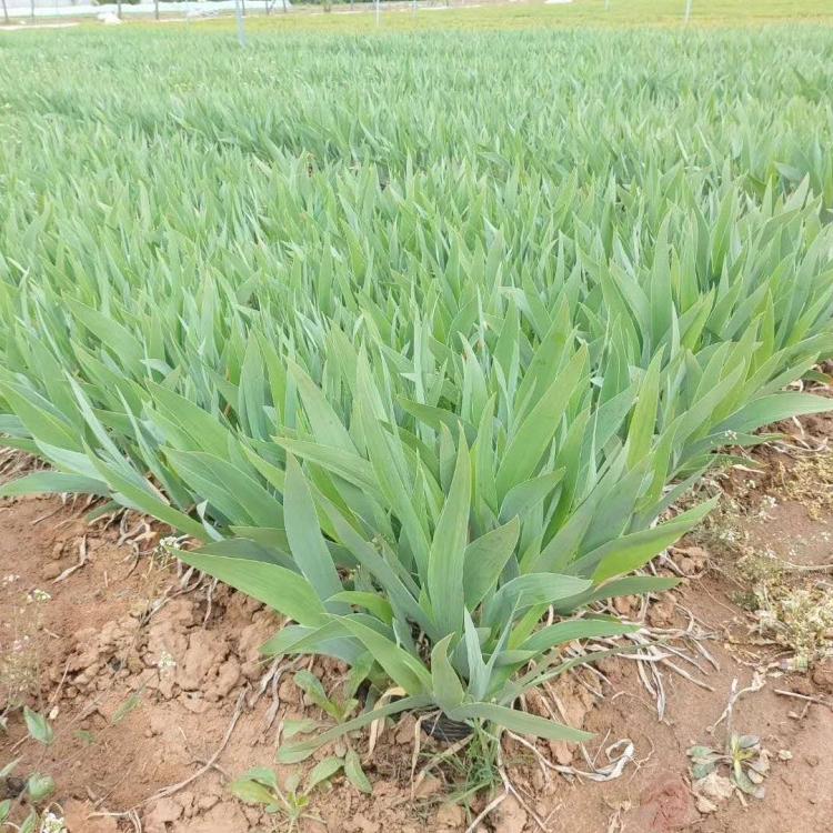 德国鸢尾种植基地 德国鸢尾价格 黄花鸢尾价格