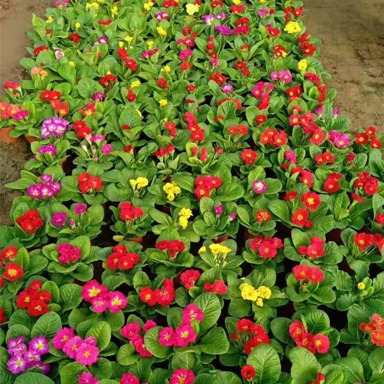 带花苞报春花 青州草花批发 纯正品种苗 报春花清晰图片