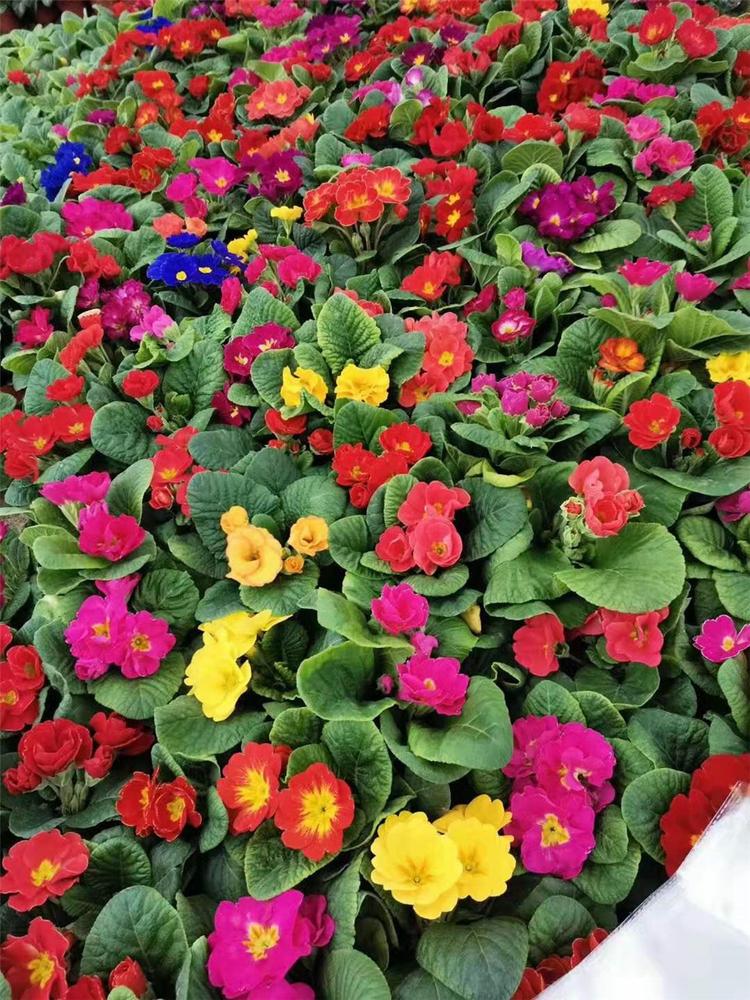 报春花 山东草花基地 纯正品种苗 报春花清晰图片