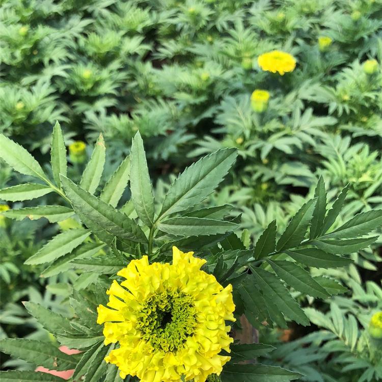 万寿菊 大量批发万寿菊 青州万寿菊基地