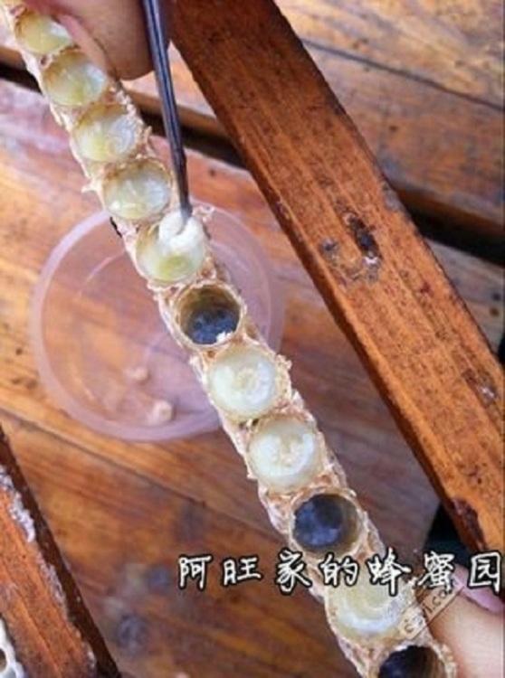 速冻保鲜蜂蛹 蜂虫冰鲜保证 产地直销滋养卵巢