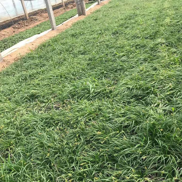 绿化青绿苔草 批发便宜的 多年生花卉 青绿苔草价格