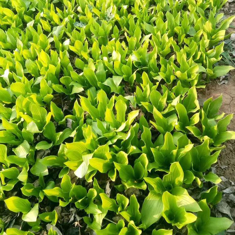 品质好的 玉簪种苗 玉簪小苗批发 青州宿根花卉基地