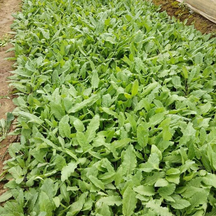 青岛厂家直销宿根花卉鼠尾草播种苗
