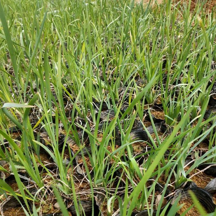热销推荐马兰  马兰厂家   马兰定制 马兰花 山东马兰花价格 马兰花种植基地 马兰花行情 马兰花