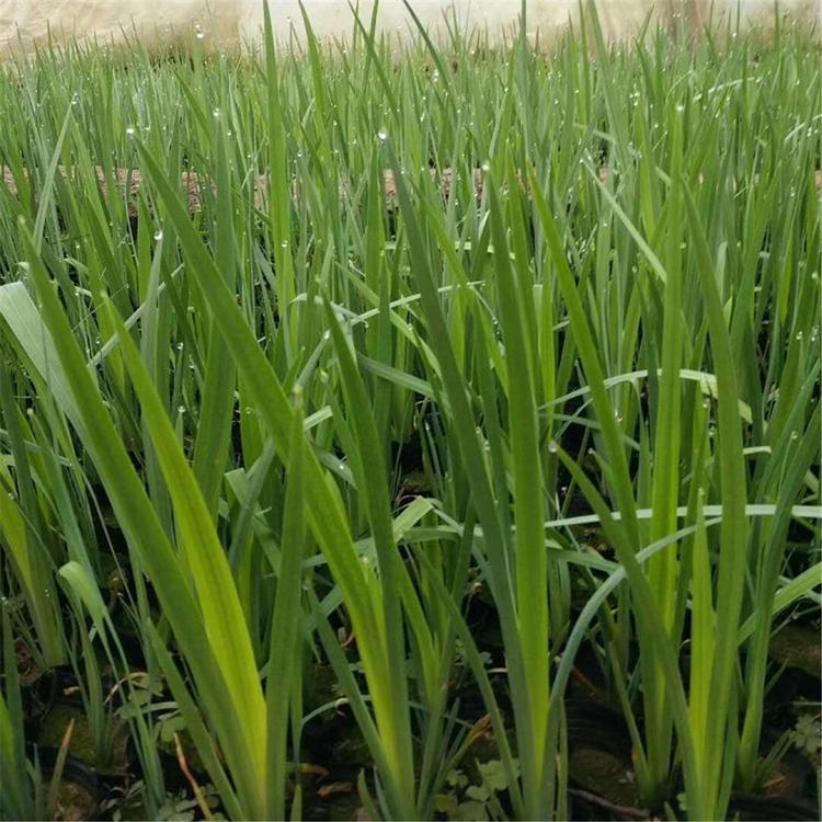 黄花鸢尾 蓝花水生鸢尾 水生植物种植基地 黄菖蒲报价