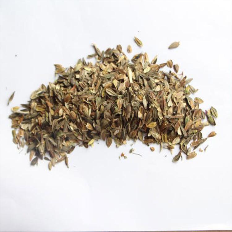 价格优惠 浩菲直销百日草种子 四季播种易活 景观花海专用种子