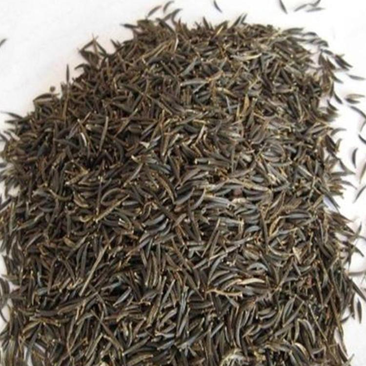 耐寒耐旱 波斯菊种子批发 一斤就发货 花海专用波斯菊花卉种子