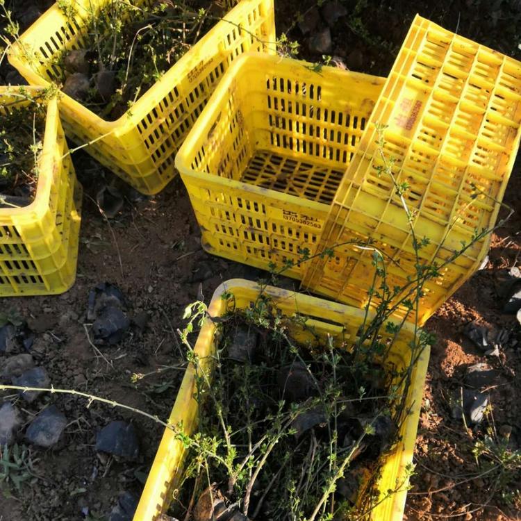 迎春花种植基地 迎春花价格 迎春价格 杯苗迎春花供应