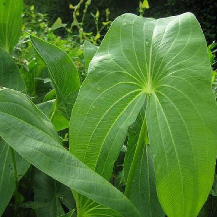 青州花卉基地 慈菇 慈菇种植基地 价格实惠
