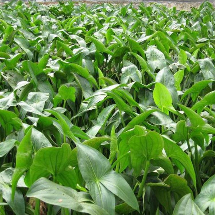 山东水生植物小苗批发 燕尾草 慈菇种植基地 基地种植