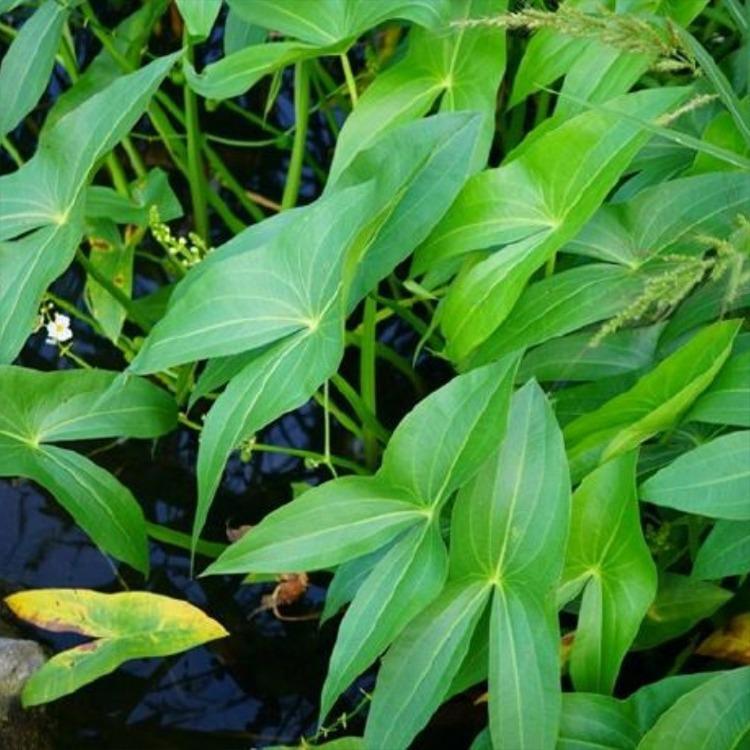 慈菇基地 苗圃基地批发 水生植物慈菇 青州花卉基地