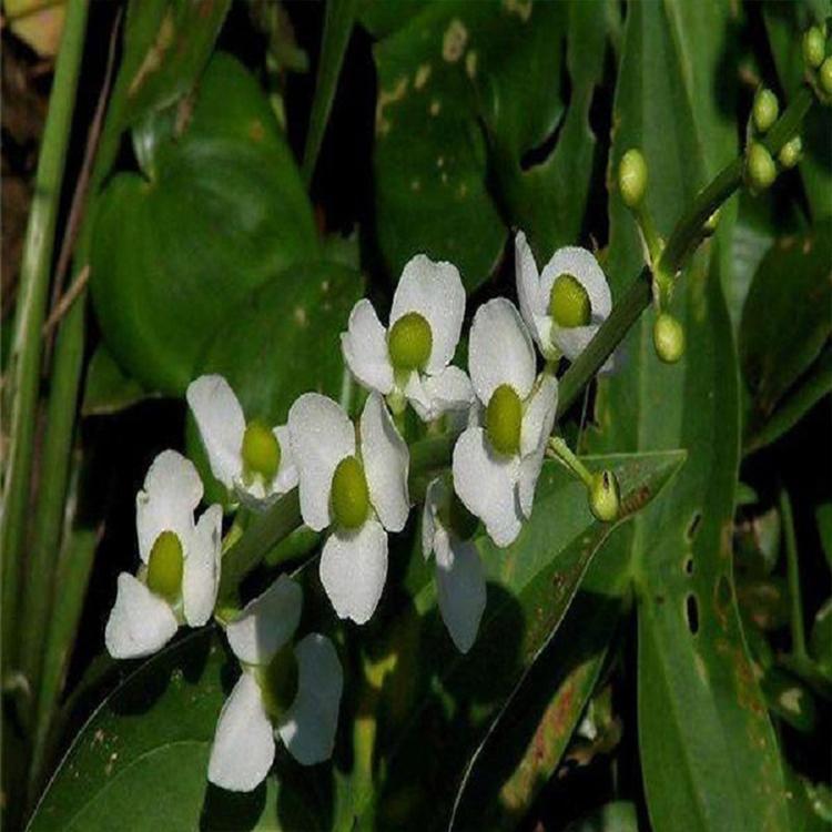 价格实惠 燕尾草 山东水生植物小苗批发 慈菇基地