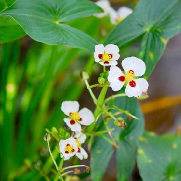 山东水生植物小苗批发 慈菇基地 苗圃基地批发 剪刀草