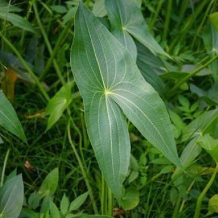 价格实惠 剪刀草 出售现苗慈菇