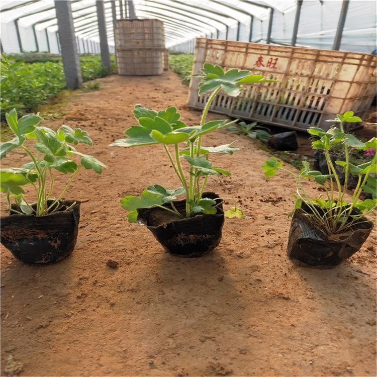 观赏花卉批发 大花飞燕草价格 大量批发 鸡爪连