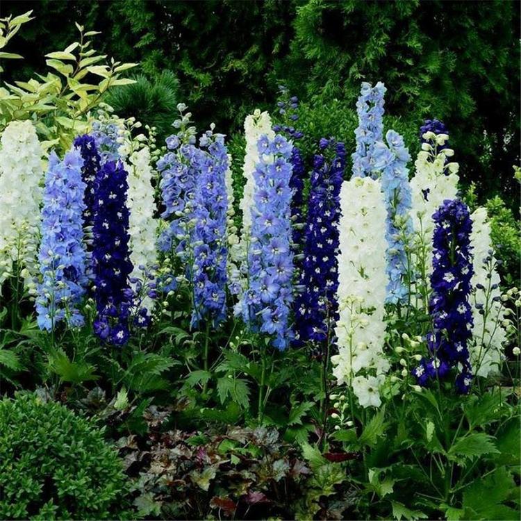 基地直销 鸡爪连 宿根花卉基地 供应大花飞燕草