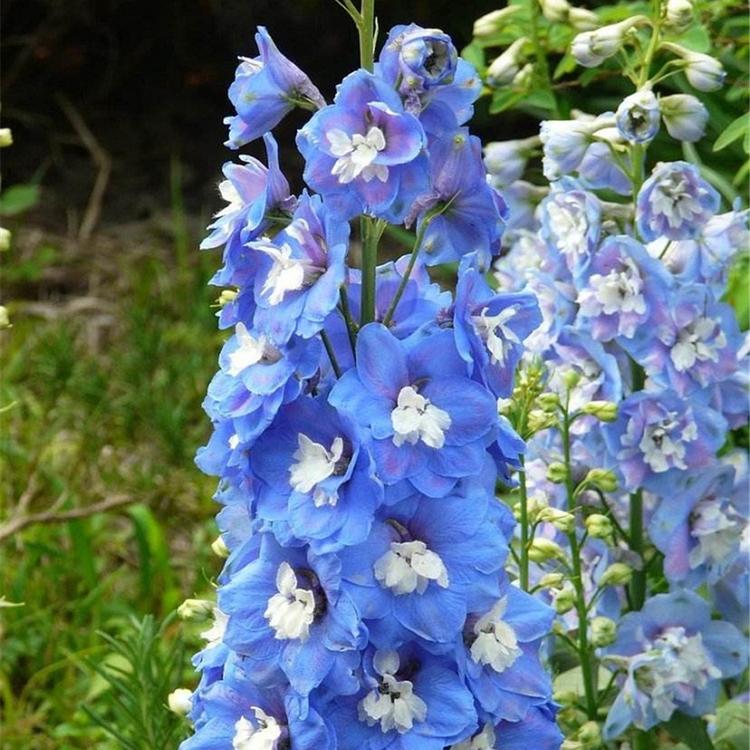 宿根花卉基地 大花飞燕草价格 大量批发 大花飞燕草营养杯苗