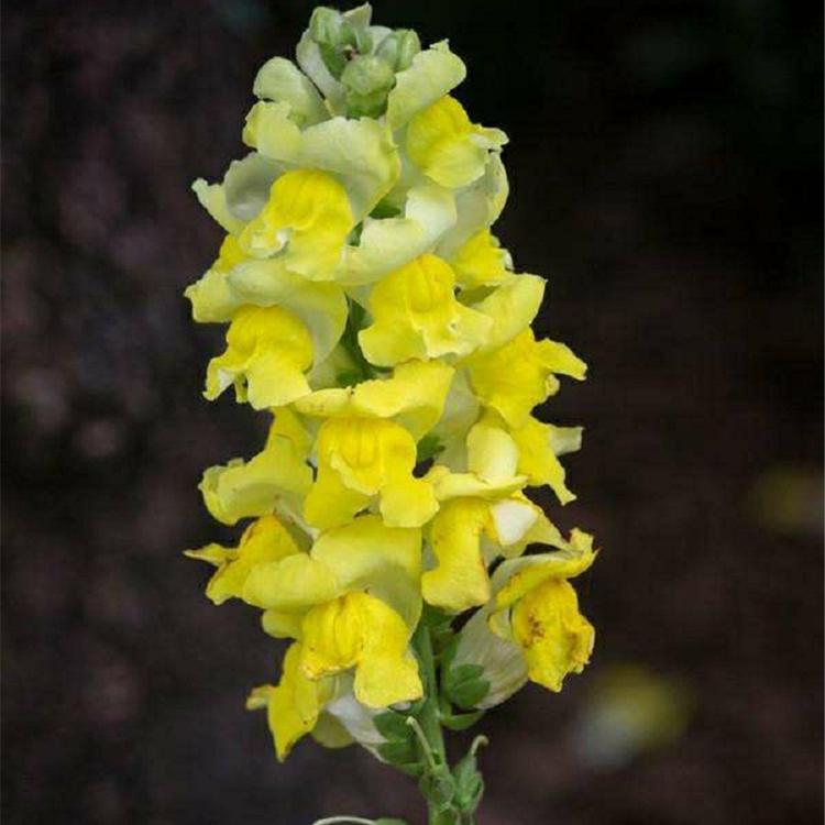 大量批发 宿根大花飞燕草 宿根花卉基地 大花飞燕草批发
