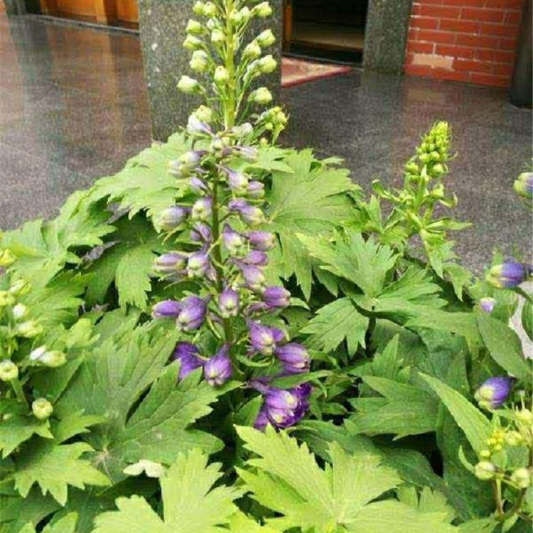 欣美大量批发 鸽子花 青州花卉小苗供应 销售大花飞燕草