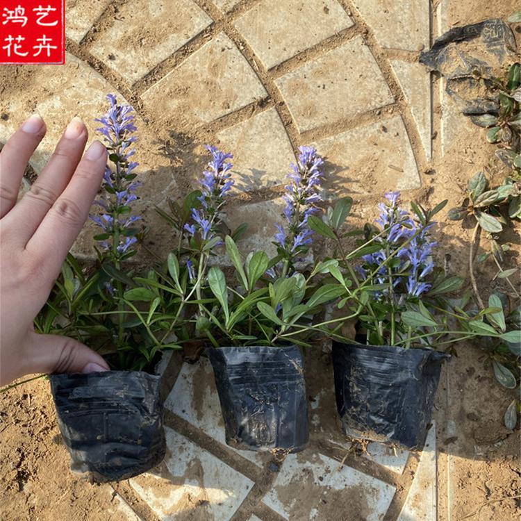 宿根地被草花 销售筋骨草 大量批发 丹参种苗