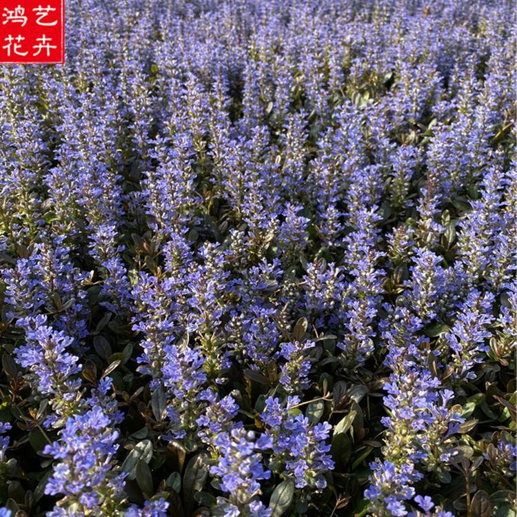 销售筋骨草 宿根花卉 露天多芽 筋骨草小皮碗