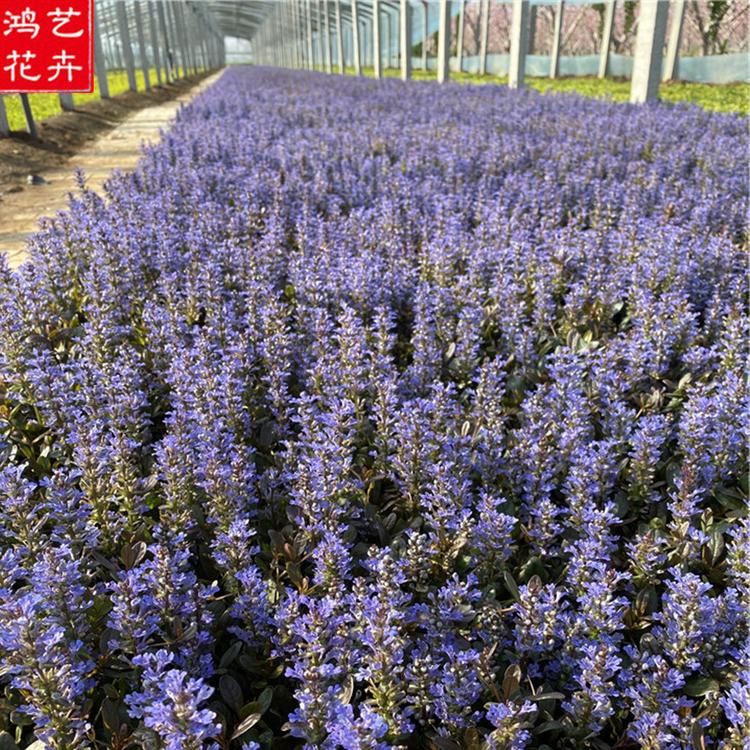 筋骨草供应商 青州苗圃基地草花批发 露天多芽 丹参小苗