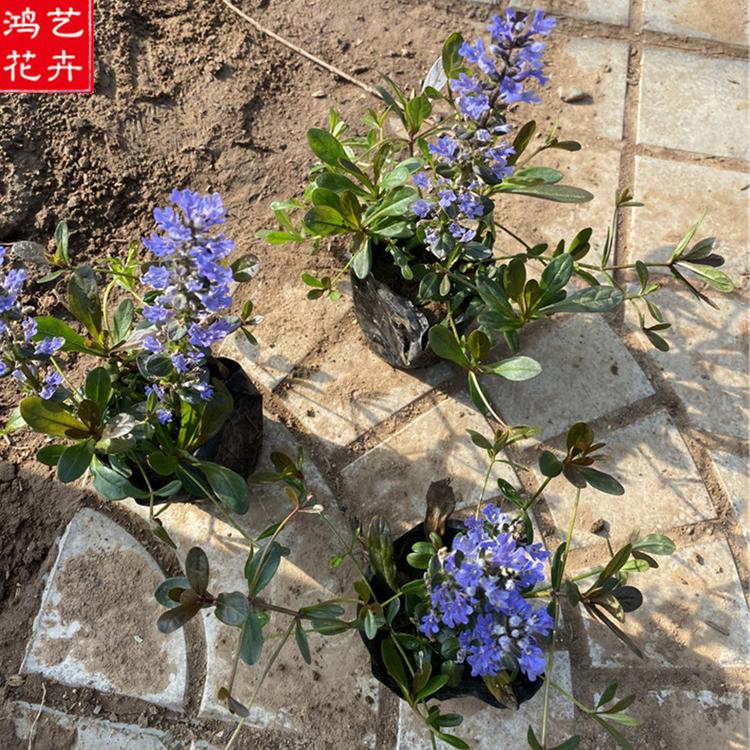 露天多芽 丹参小苗 青州草花 筋骨草供应商