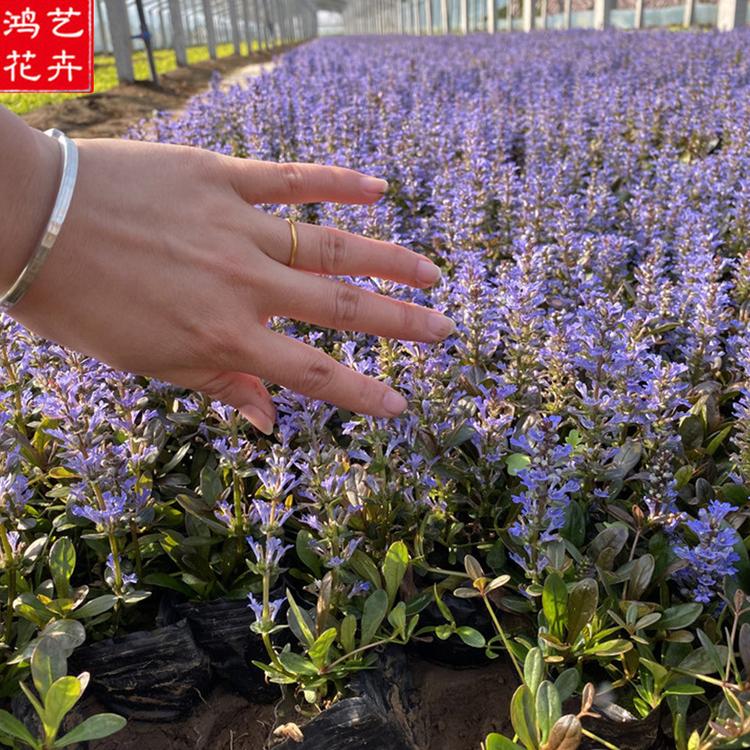 青州草花 丹参种植基地 开春预定苗 筋骨草小皮碗