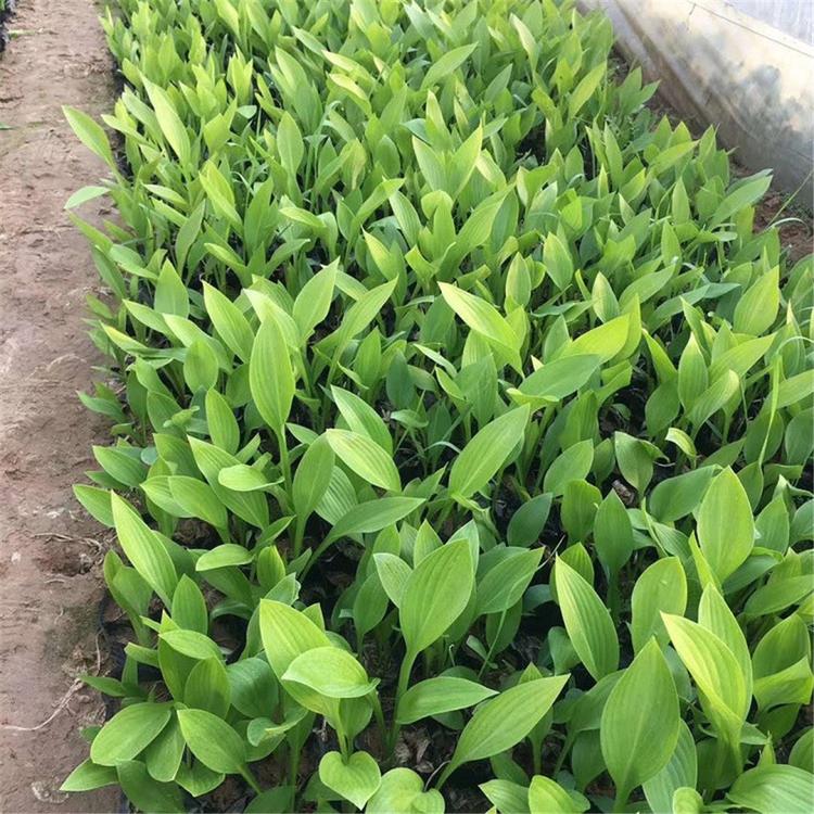 花叶玉簪 我苗圃批发 山东草花生产基地 玉簪种植基地
