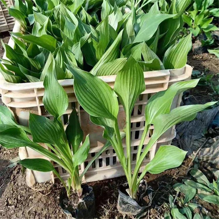 绿化草花植物批发 玉簪种苗大量批发 我苗圃批发 巨无霸玉簪