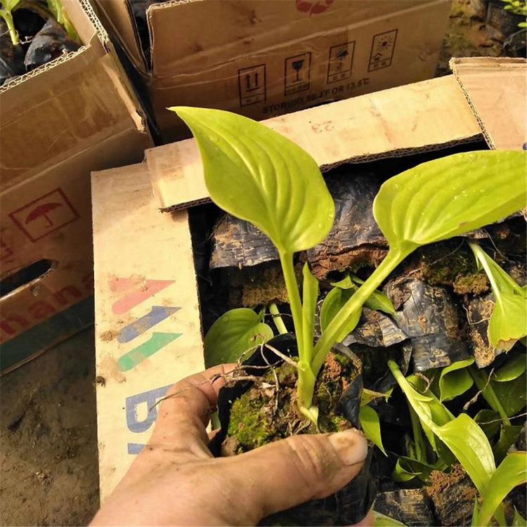 基地批发 法兰西玉簪 绿化草花植物批发 玉簪种苗大量批发