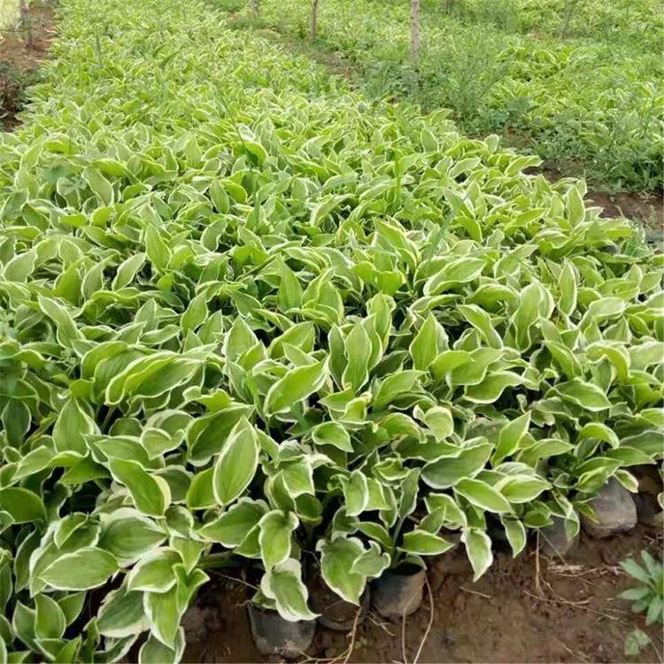 白玉簪 基地批发 绿化草花植物批发 玉簪苗优惠