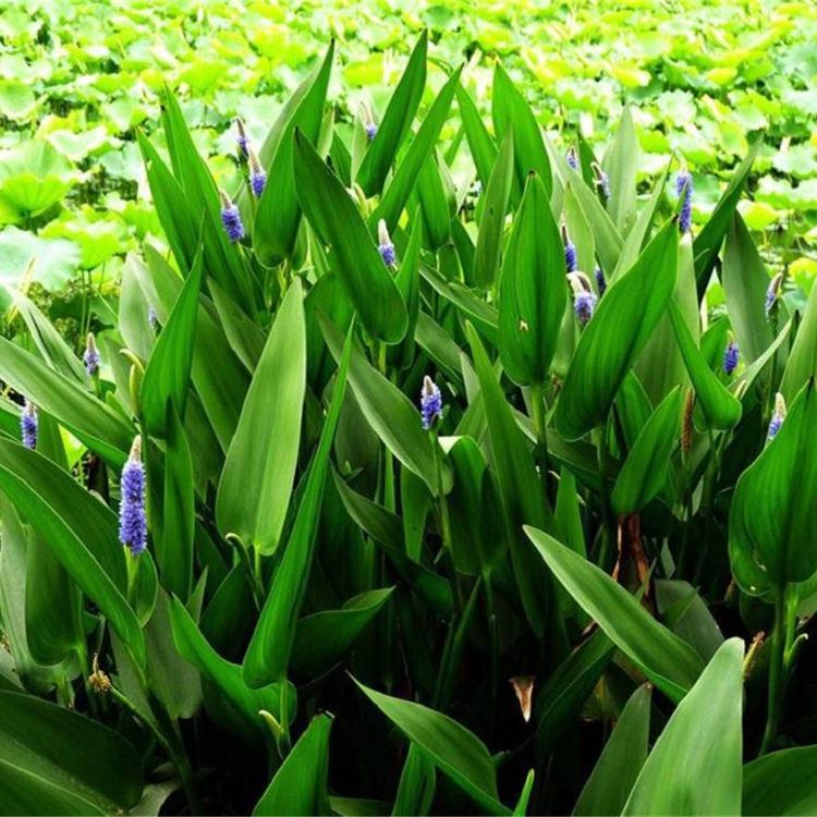 大量批发 紫花梭鱼草 青州水生植物基地 梭鱼草小苗直销