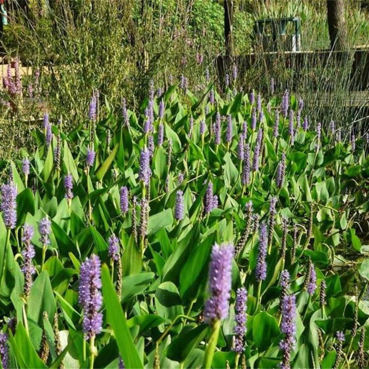 紫花梭鱼草 山东花卉基地 梭鱼草基地 品质好的