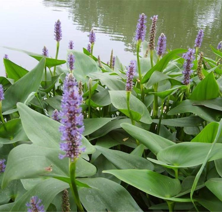 自家苗圃种苗 紫花梭鱼草 山东花卉基地 梭鱼草批发