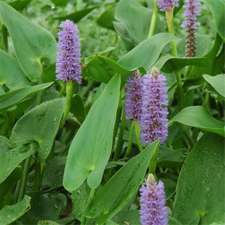梭鱼草 青州水生植物基地 梭鱼草批发 早春预定中