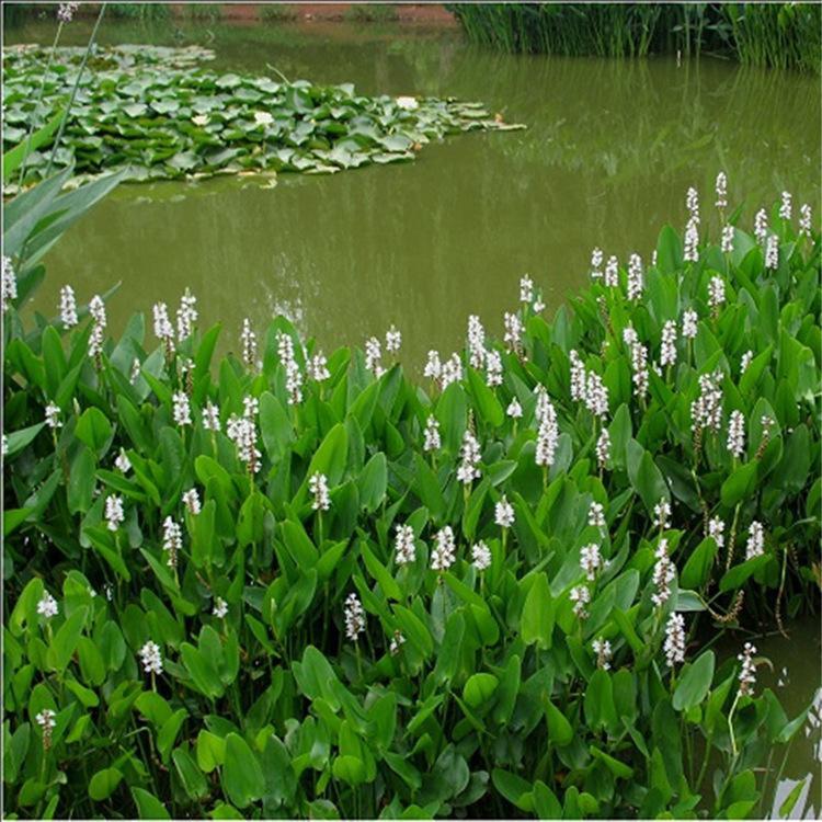 供应梭鱼草 基地供应 水生梭鱼草 青州水生植物基地
