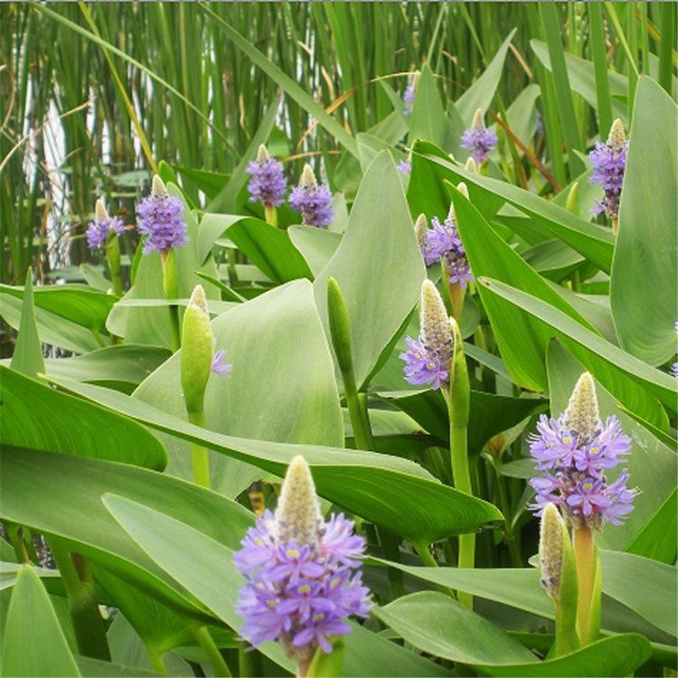 基地供应 紫花梭鱼草 青州水生植物基地 梭鱼草基地
