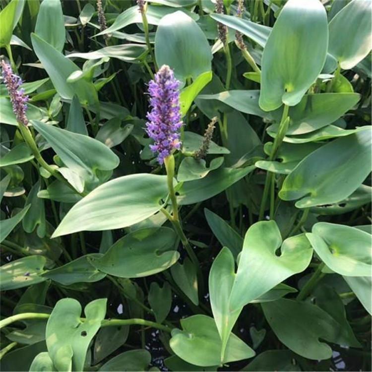 自家苗圃种苗 水生梭鱼草 青州水生植物基地 批发梭鱼草