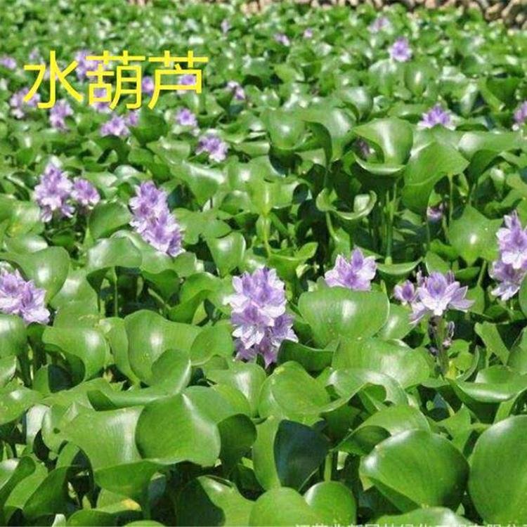 青州花卉批发基地 价格从优 花叶水葱小苗 基地供应花叶水葱
