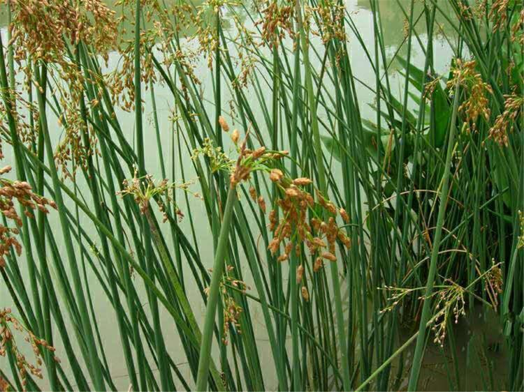 量大优惠 花叶水葱小苗 青州花卉批发基地 花叶水葱报价