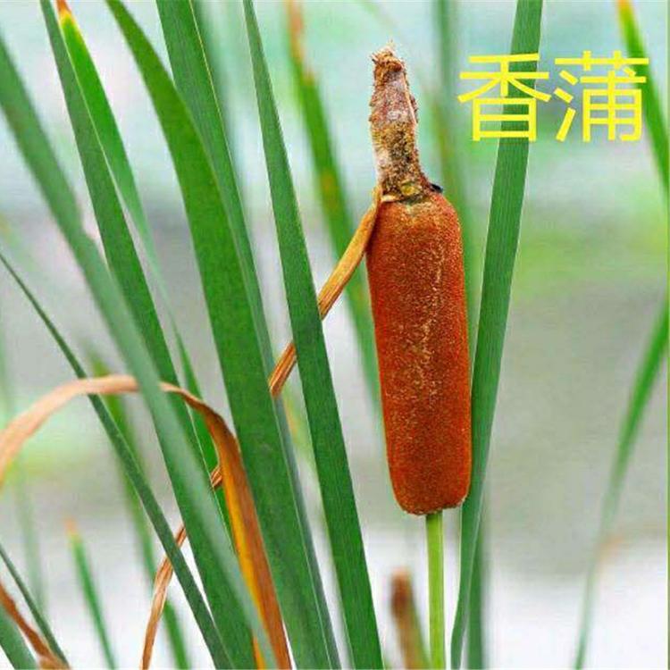 水生花叶水葱种苗 山东水生植物种苗批发 不限量 基地供应花叶水葱