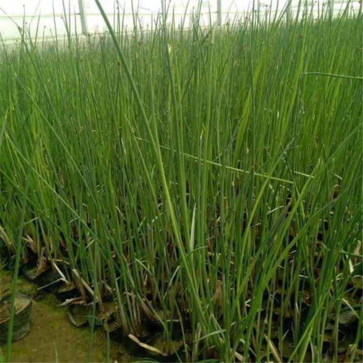 水生花叶水葱种苗 青州花卉批发基地 价格从优 花叶水葱报价