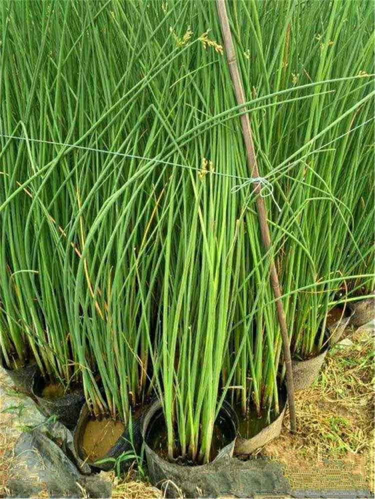 山东水生植物种苗批发 量大优惠 水生花叶水葱种苗 基地供应花叶水葱