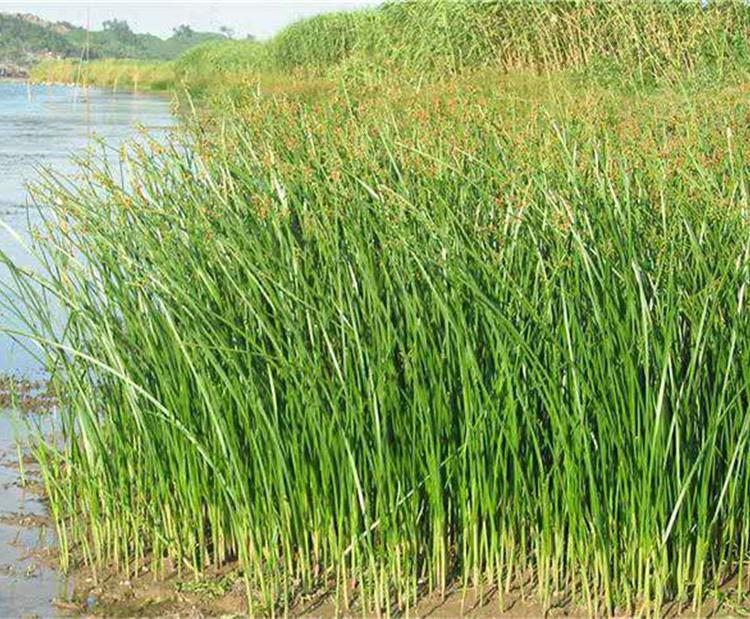 花叶水葱批发 青州花卉批发基地 价格从优 花叶水葱小苗