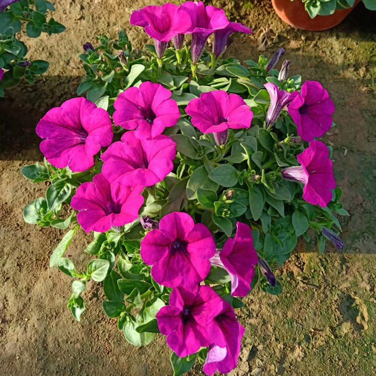 观赏花卉垂吊牵牛 花海打造 青州草花 垂吊牵牛种植