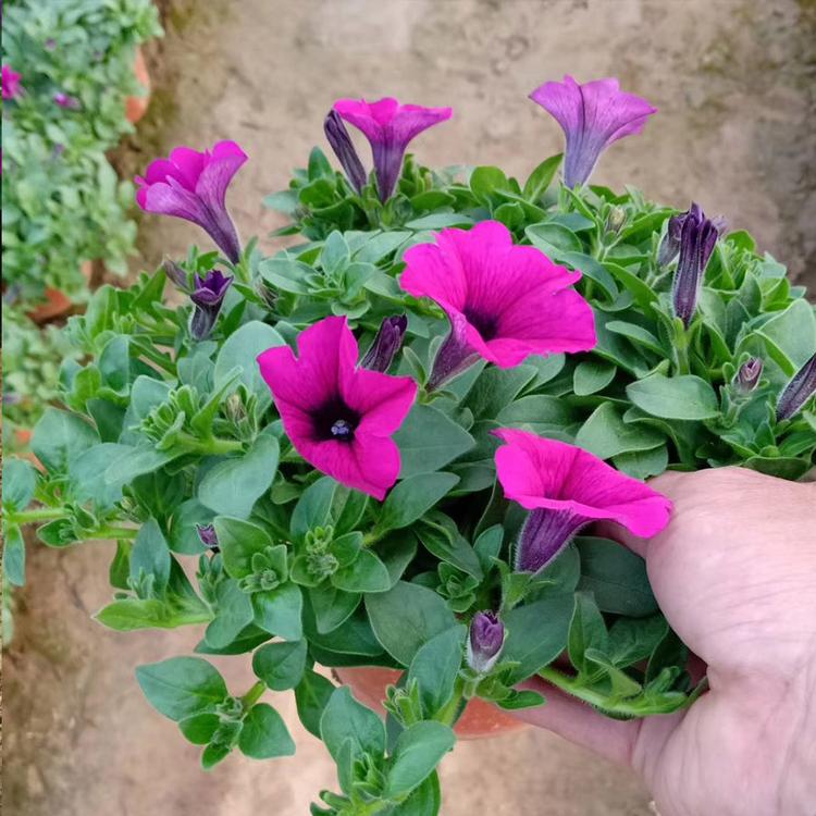 现货供应 垂吊牵牛绿化苗 小区绿化工程 垂吊牵牛基地