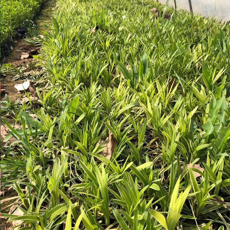承接园区绿化 出售金边麦冬草 草花批发价格 金边麦冬种苗