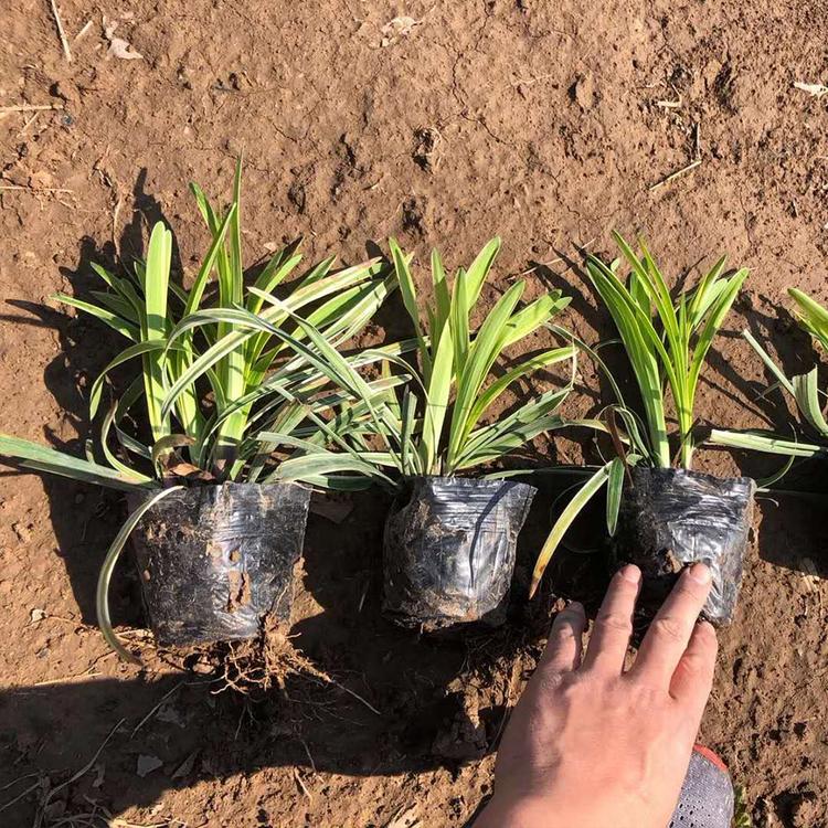 盆栽草花价格 金边麦冬价格 草花批发价格 金边麦冬小苗